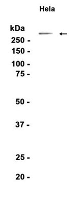 AYD14574