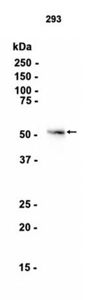 AYD13816