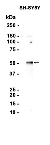 AYD13267