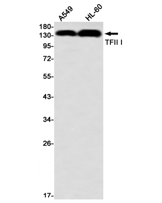 AYD11057