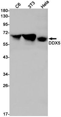 AYD11221