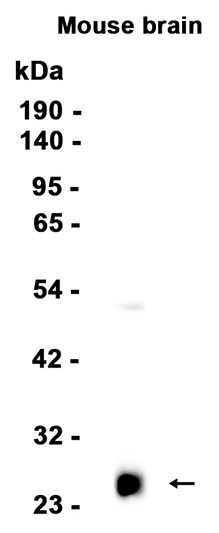 AYD13154