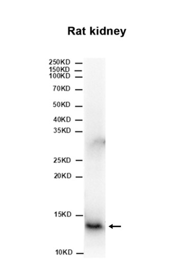 FXN (YD15965) Rabbit mAb