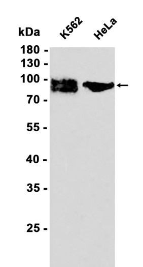 AYD12778