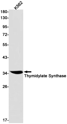 AYD11925