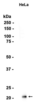AYD13543