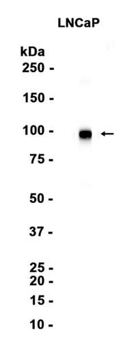 AYD15727