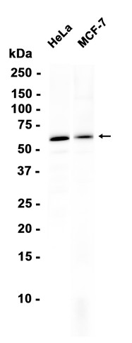 AYD16286