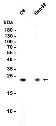 AYD16061