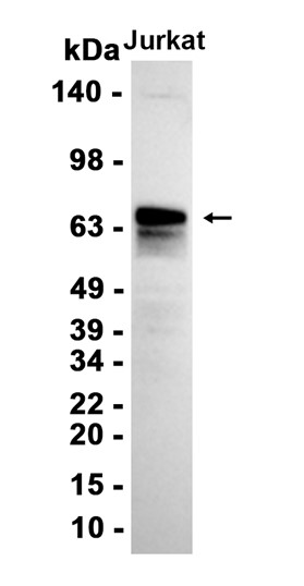 AYD13830