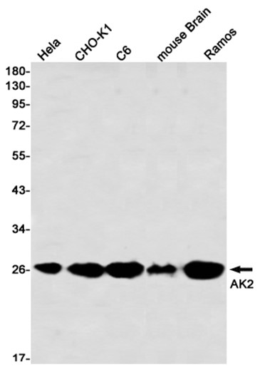 AYD13086