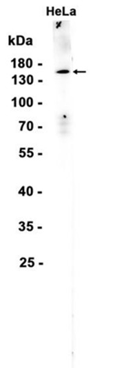 AYD15660