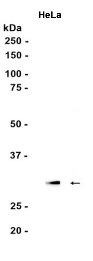 AYD15001