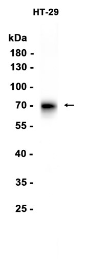 AYD15731