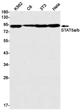 STAT5A/B (YD13893) Rabbit mAb