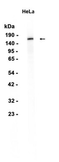 AYD15658