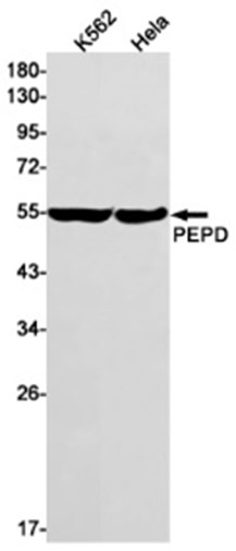 AYD13324
