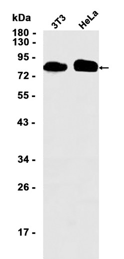 AYD11554