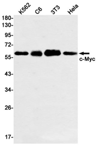 AYD14926