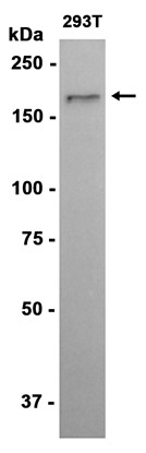AYD15101