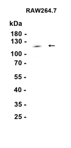 AYD13439