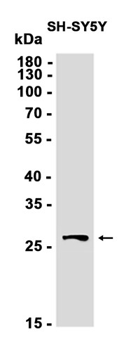 AYD12279