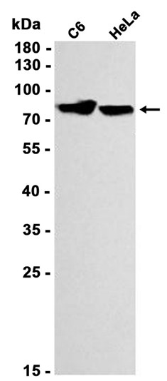 Phospho-PKC (Thr514) (YD14365) Rabbit mAb