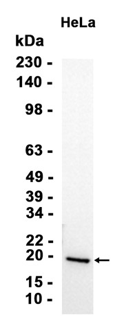 AYD15034