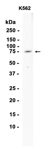 AYD13842