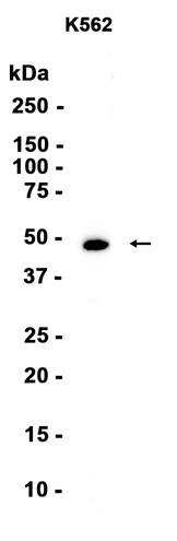 AYD13093
