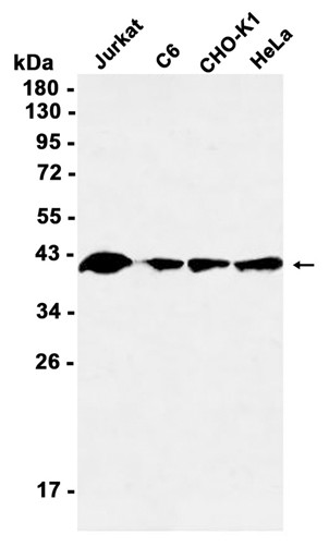 AYD14381