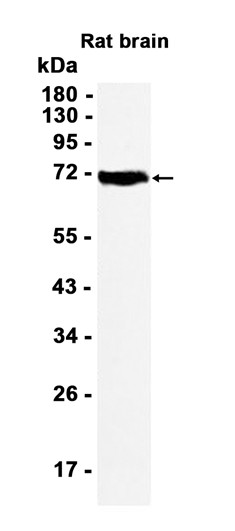 AYD14764