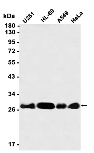 AYD14228