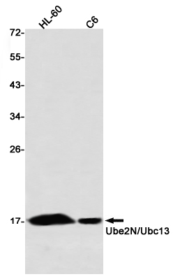 AYD14863