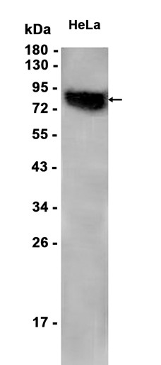 AYD11538