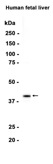 AYD15968