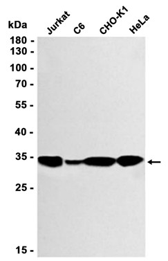 AYD11867