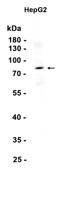 AYD11846