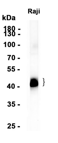 AYD16035