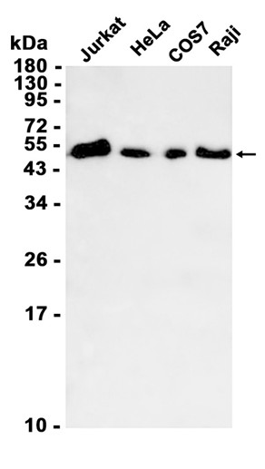 AYD11024