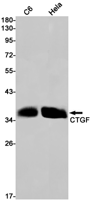 AYD13859
