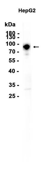 AYD14182