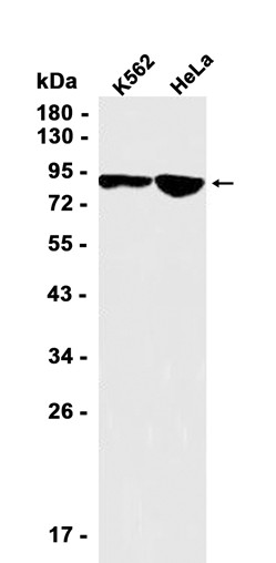 AYD12004