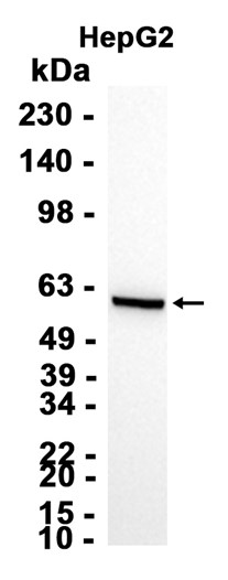 AYD11466