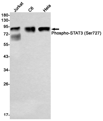 AYD12152