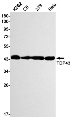 AYD12086