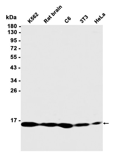 AYD11899