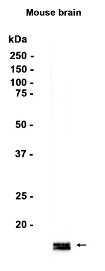 AYD15907
