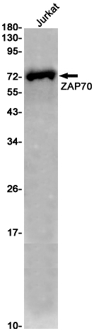 AYD12267