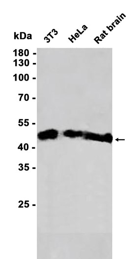 AYD14165